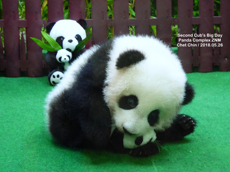 Peluche panda roux Mei - La Boutique du ZooParc de Beauval