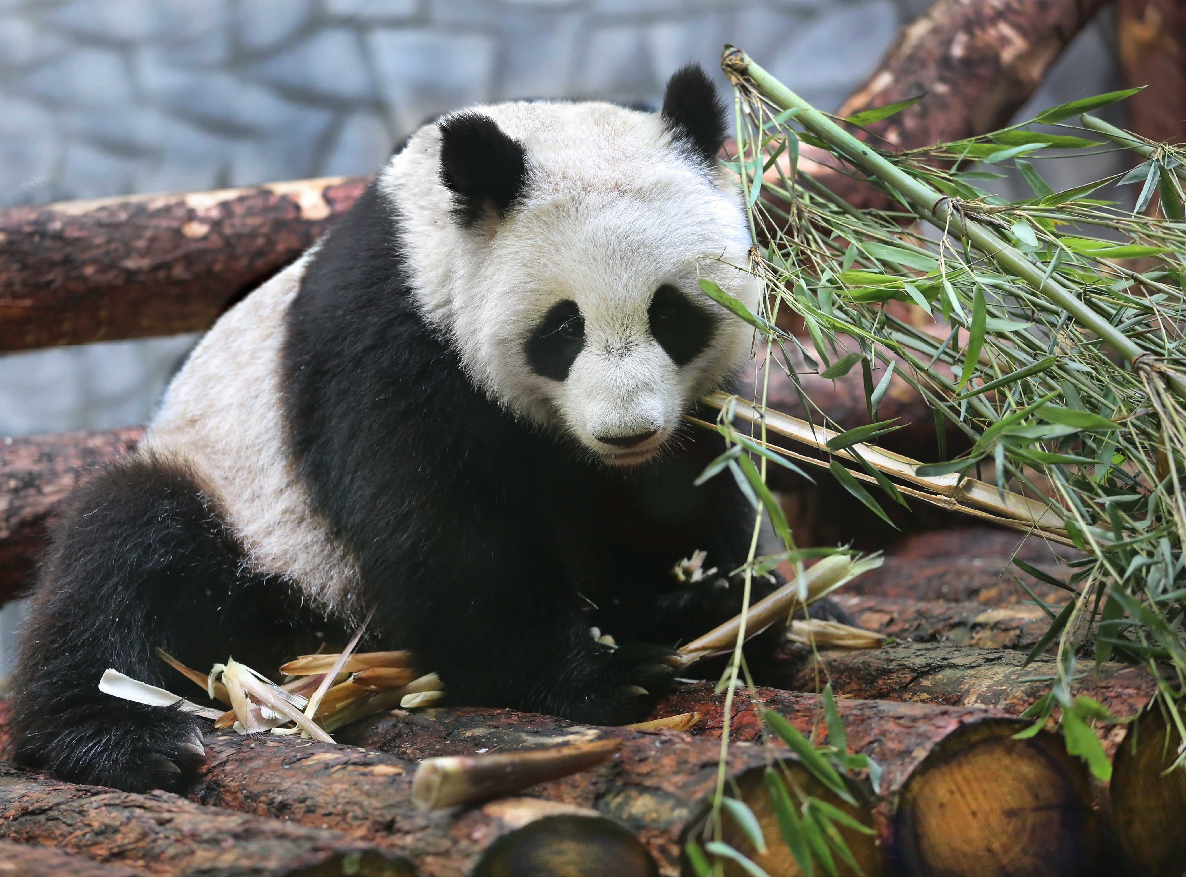 Зоопарк увидеть панду. Большая Панда в Московском зоопарке. Панда жуи в Московском зоопарке. Панды жуи и Диндин. Панда в зоопарке Москвы.
