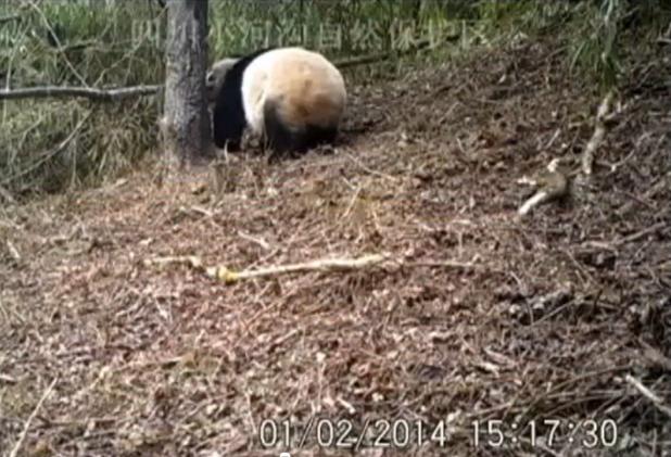 panda xiaohegou nature reserve
