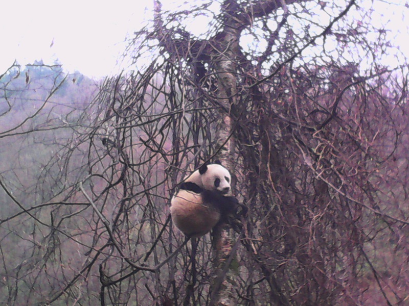 wild panda tangjiahe nature reserve