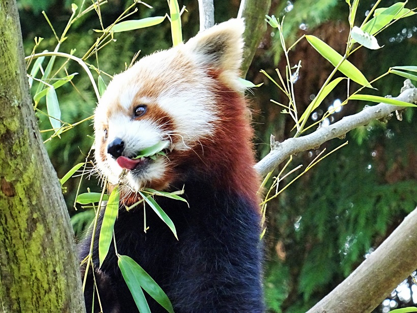 Le panda roux : un carnivore végétarien !