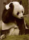 panda0081.jpg (6316 octets)