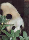 panda0118.jpg (11796 octets)