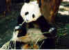 panda0305.jpg (8770 octets)