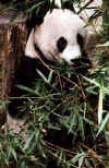 panda0306.jpg (13572 octets)