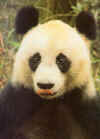 panda0911.jpg (88816 octets)