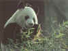 panda0933.jpg (18440 octets)