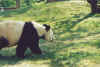 panda1010.jpg (76382 octets)