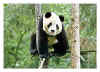 panda1388.jpg (20090 octets)