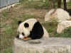 panda5563.jpg (19997 octets)