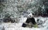 panda6681.jpg (24128 octets)