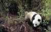 panda6687.jpg (21796 octets)