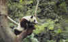 panda6693.jpg (16726 octets)