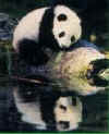 panda7676.jpg (5424 octets)