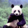 panda7931.jpg (11198 octets)